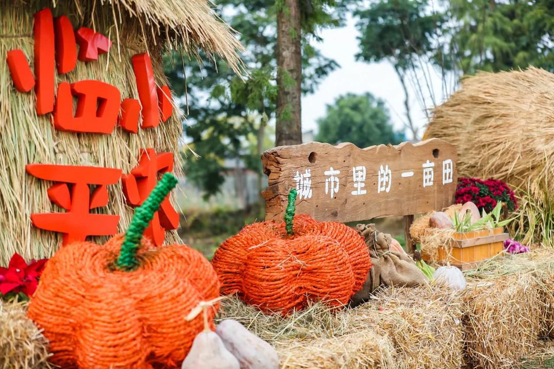 頌金秋 賀豐年丨臨平街道舉辦“城市里的一畝田——臨平小農場·秋之季”活動
